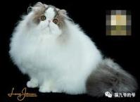 鉴赏品种猫之～波斯猫-第18张-宠物相关-宝佳网