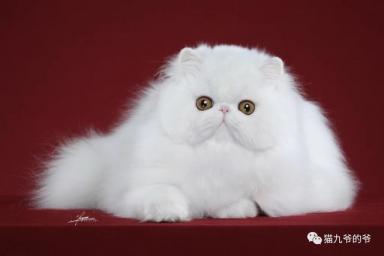 鉴赏品种猫之～波斯猫-第20张-宠物相关-宝佳网