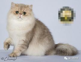 鉴赏品种猫之～波斯猫-第21张-宠物相关-宝佳网