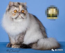鉴赏品种猫之～波斯猫-第25张-宠物相关-宝佳网