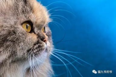 鉴赏品种猫之～波斯猫-第33张-宠物相关-宝佳网