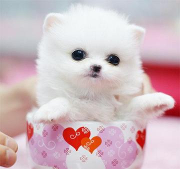 娇小贵宾茶杯犬，最便宜都要上万元-第2张-宠物相关-宝佳网