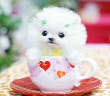 娇小贵宾茶杯犬，最便宜都要上万元-第1张-宠物相关-宝佳网