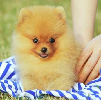 娇小贵宾茶杯犬，最便宜都要上万元-第6张-宠物相关-宝佳网