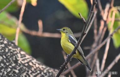 华南农业大学校园鸟记录：不常见的候鸟，绿背姬鹟-第2张-宠物相关-宝佳网