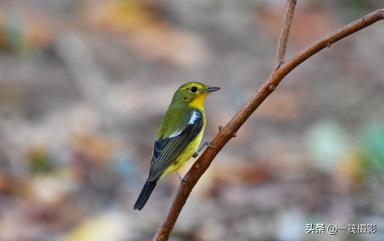 华南农业大学校园鸟记录：不常见的候鸟，绿背姬鹟-第1张-宠物相关-宝佳网
