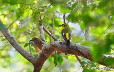 华南农业大学校园鸟记录：不常见的候鸟，绿背姬鹟-第3张-宠物相关-宝佳网