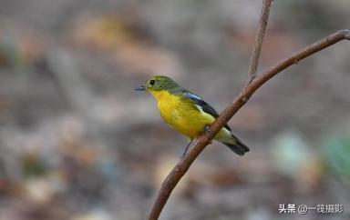 华南农业大学校园鸟记录：不常见的候鸟，绿背姬鹟-第4张-宠物相关-宝佳网