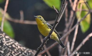 华南农业大学校园鸟记录：不常见的候鸟，绿背姬鹟-第5张-宠物相关-宝佳网