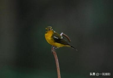 华南农业大学校园鸟记录：不常见的候鸟，绿背姬鹟-第8张-宠物相关-宝佳网