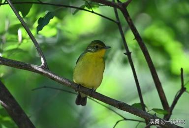 华南农业大学校园鸟记录：不常见的候鸟，绿背姬鹟-第10张-宠物相关-宝佳网