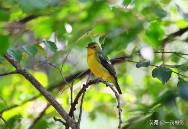 华南农业大学校园鸟记录：不常见的候鸟，绿背姬鹟-第9张-宠物相关-宝佳网