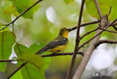 华南农业大学校园鸟记录：不常见的候鸟，绿背姬鹟-第12张-宠物相关-宝佳网