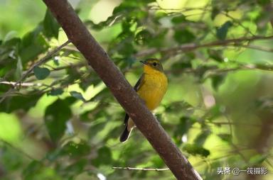 华南农业大学校园鸟记录：不常见的候鸟，绿背姬鹟-第11张-宠物相关-宝佳网