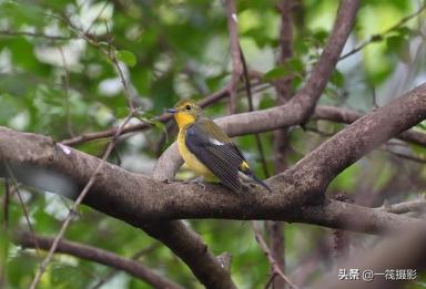 华南农业大学校园鸟记录：不常见的候鸟，绿背姬鹟-第13张-宠物相关-宝佳网