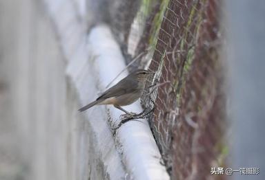 「候鸟季」校园鸟记录加新，黑眉苇莺-第6张-宠物相关-宝佳网