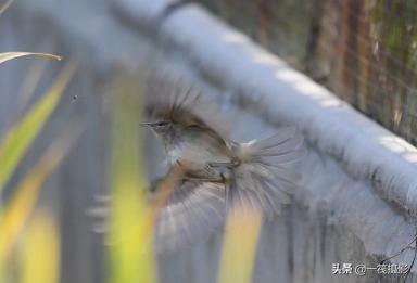 「候鸟季」校园鸟记录加新，黑眉苇莺-第11张-宠物相关-宝佳网