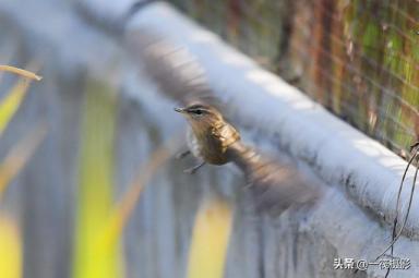 「候鸟季」校园鸟记录加新，黑眉苇莺-第10张-宠物相关-宝佳网
