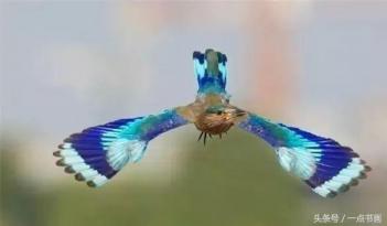 国画素材 丨 各类飞鸟，看谁飞得更漂亮-第25张-宠物相关-宝佳网