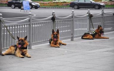 四种适合当警犬的狗：前两个霸气，第三个聪明，最后这个有点意外-第2张-宠物相关-宝佳网