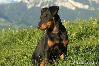 百科 | 德国猎梗，能量爆表的战斗猎犬-第10张-宠物相关-宝佳网