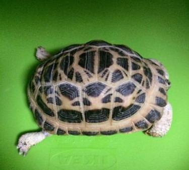 马岛的小繁星——蛛网陆龟-第4张-宠物相关-宝佳网