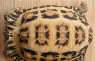 马岛的小繁星——蛛网陆龟-第11张-宠物相关-宝佳网