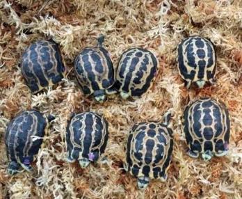 马岛的小繁星——蛛网陆龟-第15张-宠物相关-宝佳网