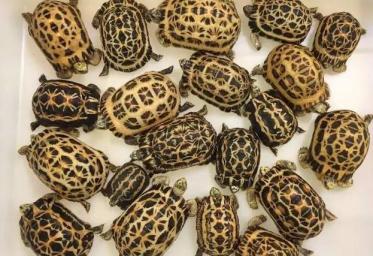 马岛的小繁星——蛛网陆龟-第16张-宠物相关-宝佳网