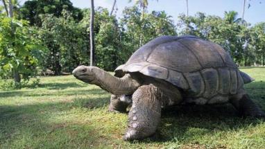 体重500斤、壳长1米2，这种巨龟曾是航海者的最爱，被称：活罐头-第1张-宠物相关-宝佳网