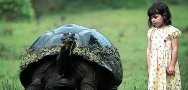 体重500斤、壳长1米2，这种巨龟曾是航海者的最爱，被称：活罐头-第7张-宠物相关-宝佳网