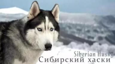 西伯利亚雪橇犬-哈士奇-第1张-宠物相关-宝佳网