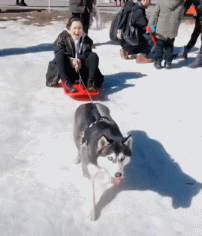 零度以下，二哈血脉觉醒，做了一回正宗的雪橇犬，网友：我不敢坐-第1张-宠物相关-宝佳网