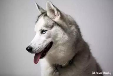 西伯利亚雪橇犬-哈士奇-第3张-宠物相关-宝佳网