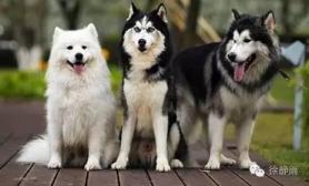 狗拉爬犁：哈士奇、阿拉斯加、萨摩耶，雪橇犬对比-第3张-宠物相关-宝佳网