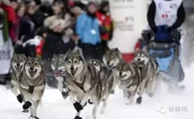 狗拉爬犁：哈士奇、阿拉斯加、萨摩耶，雪橇犬对比-第2张-宠物相关-宝佳网
