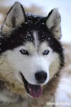 西伯利亚雪橇犬-哈士奇-第5张-宠物相关-宝佳网