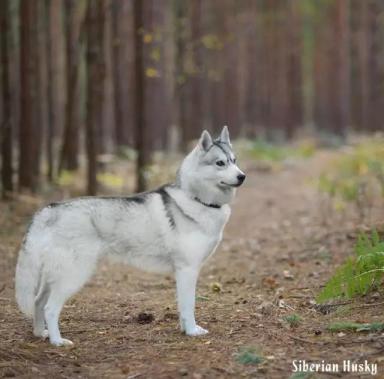 西伯利亚雪橇犬-哈士奇-第6张-宠物相关-宝佳网