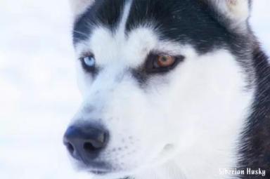 西伯利亚雪橇犬-哈士奇-第7张-宠物相关-宝佳网