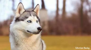 西伯利亚雪橇犬-哈士奇-第8张-宠物相关-宝佳网