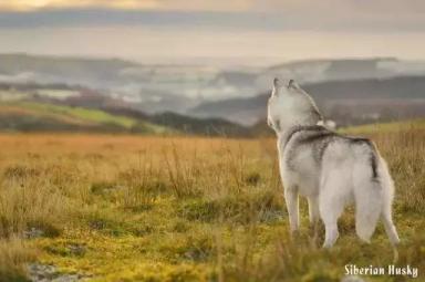 西伯利亚雪橇犬-哈士奇-第10张-宠物相关-宝佳网