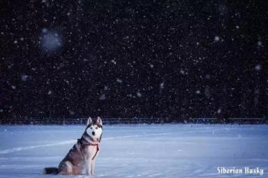 西伯利亚雪橇犬-哈士奇-第9张-宠物相关-宝佳网