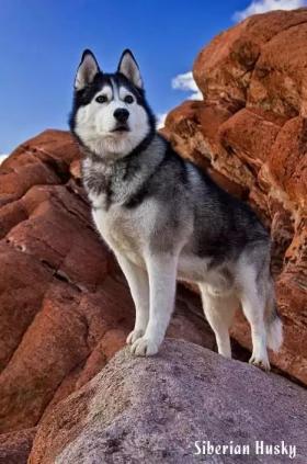 西伯利亚雪橇犬-哈士奇-第13张-宠物相关-宝佳网