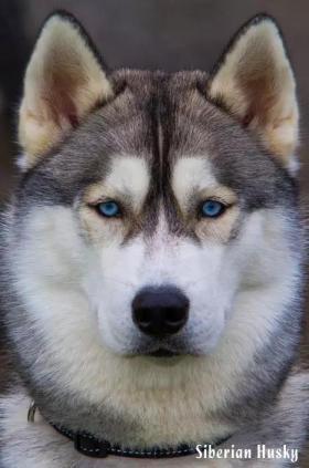 西伯利亚雪橇犬-哈士奇-第12张-宠物相关-宝佳网