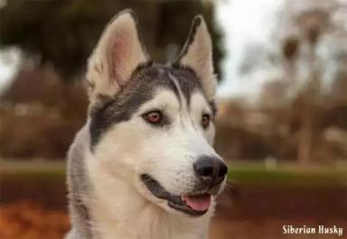 西伯利亚雪橇犬-哈士奇-第14张-宠物相关-宝佳网