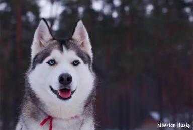 西伯利亚雪橇犬-哈士奇-第16张-宠物相关-宝佳网