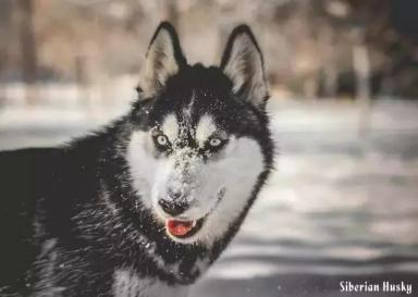 西伯利亚雪橇犬-哈士奇-第17张-宠物相关-宝佳网