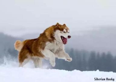 西伯利亚雪橇犬-哈士奇-第18张-宠物相关-宝佳网