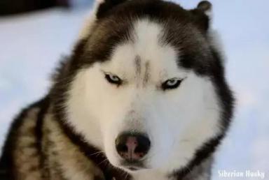 西伯利亚雪橇犬-哈士奇-第19张-宠物相关-宝佳网