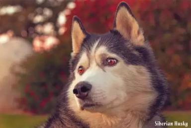 西伯利亚雪橇犬-哈士奇-第21张-宠物相关-宝佳网